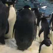 ペンペンの画像