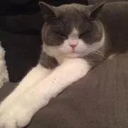 Tiffany & Co. 猫の陶器置物 - メルカリ
