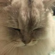 ちゅん