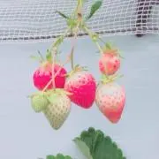 はるおʕ•ᴥ•ʔ