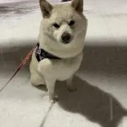 みずき