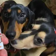 あおりんごの画像