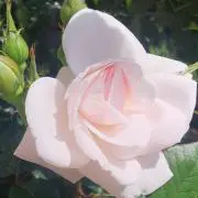 ＭＩＭ