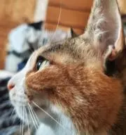 わさび。の画像