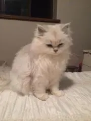 めの画像