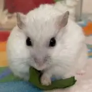 ちーこ