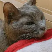 シャアちゃん