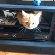ぴぴ✳️プロフ必読の画像