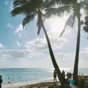林檎の画像