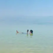 犬