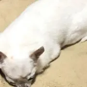 アキの画像