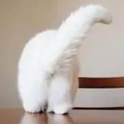 もふうさぎの画像