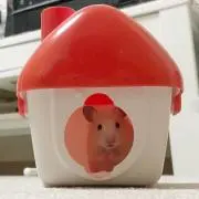 ミキの画像