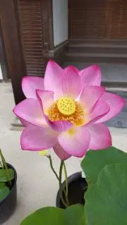 amomoの画像