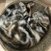 タクミン