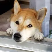 さくら