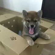 チビの画像