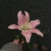 85の画像