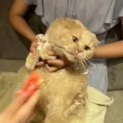 もなか