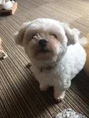 モモの画像
