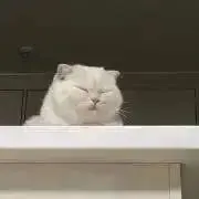 pipi