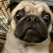 yoyoyoの画像