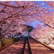 葵衣工房【即購入OK・無言取引OK】の画像