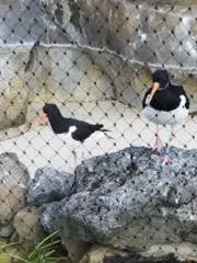 アベベの画像