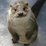 nanamiの画像
