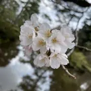 わかめの画像