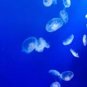 みずくらげの画像