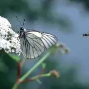 にゃん