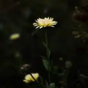 ぷーの画像