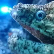 ごまごまの画像