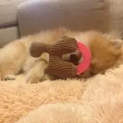 かおちゃん