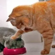 chats tigres