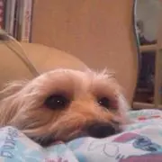 ふさこ