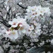 akiの画像