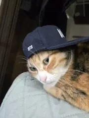 Animalの画像