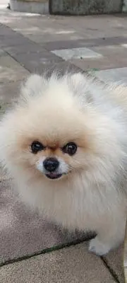 さくらの画像