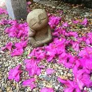 cocoの画像