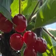 アンジーの画像