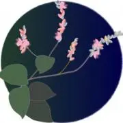 藍の画像