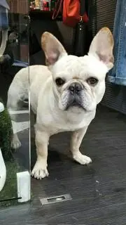 時代屋のマーボーの画像