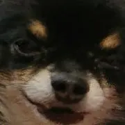 yjの画像