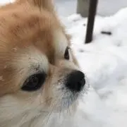 yuji