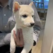 かりん