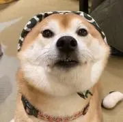 柴わん子の画像