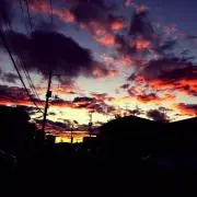 茶花の画像