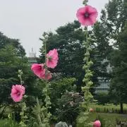 MKの画像